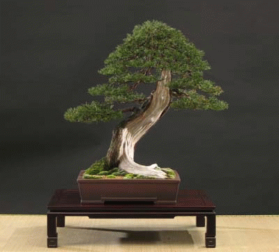 Bonsai, istruttore bonsai, scuola bonsai LIBERO PROFESSIONISTA